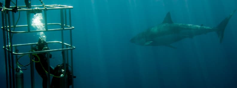 shark cage diving destinations for thrill seekers