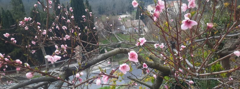 Spring Blossoms in Bagnols en Foret Provence France Pink blossoms and unopened buds on a flowering tree in Bagnols-en-Forêt, Provence, overlooking a road, rooftops, and wooded hills in early spring.