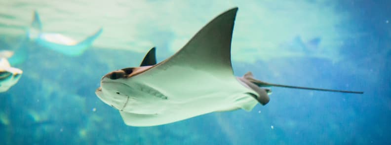 clearwater marine aquarium visit stingray experience