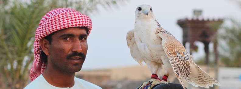 desert safari dubai falconry display