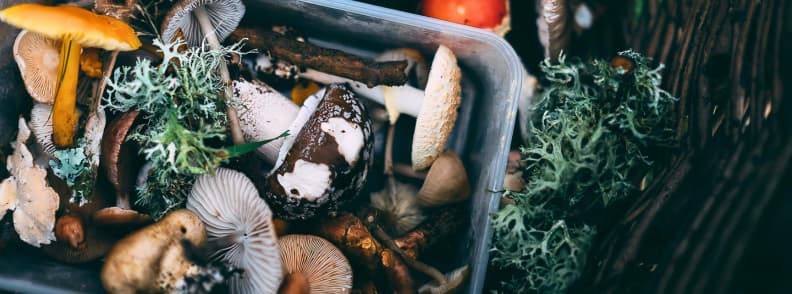 wilderness survival skills foraging wilderness survival skills foraging