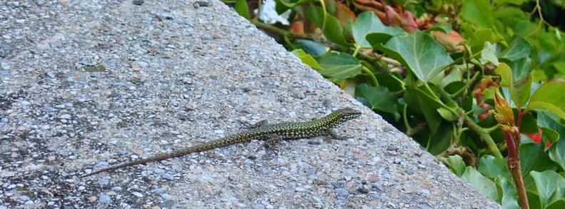 lizard genova italy visit