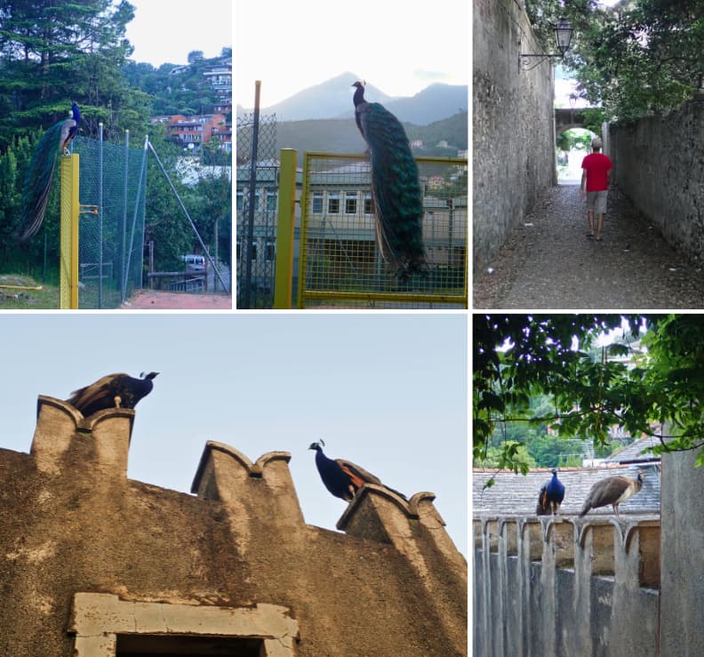 peacocks in arenzano italy