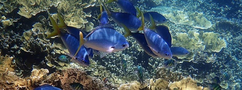 great barrier reef dive site