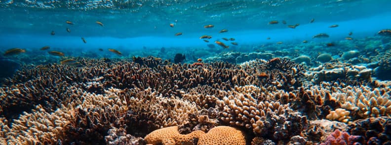 great barrier reef diving guide