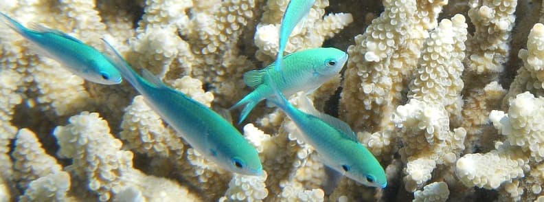 great barrier reef fish australia