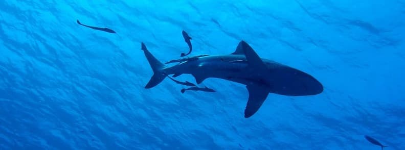 great barrier reef sharks