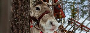 finnish lapland for christmas