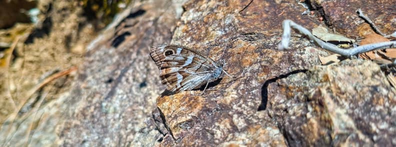 Butterfly on red rock Ravin du Gratadis Esterel Massif Saint Raphael Close view of a brown and white butterfly resting on sun warmed red porphyry rock along the Ravin du Gratadis trail near Col d Aubert in the Estérel Massif by Saint Raphaël