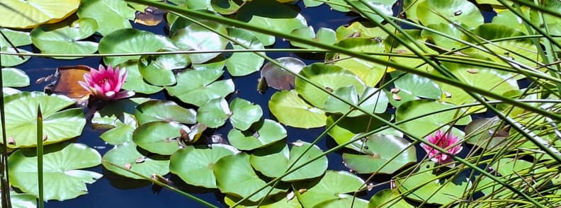 Close up pink water lilies Etang Aubert Esterel Massif Saint Raphael Close view of pink water lilies among green pads at Étang d’Aubert in the Estérel Massif near Saint-Raphaël, seen through reeds on a bright summer day