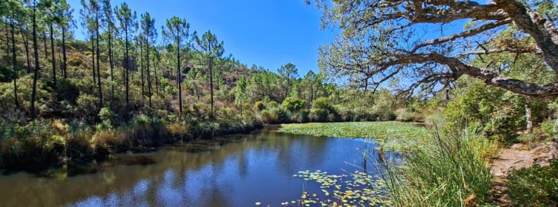Etang dAubert lily pond Esterel Massif Saint Raphael Calm Étang d’Aubert with lily pads, pine covered hills, and a shaded bank path in the Estérel Massif near Saint-Raphaël