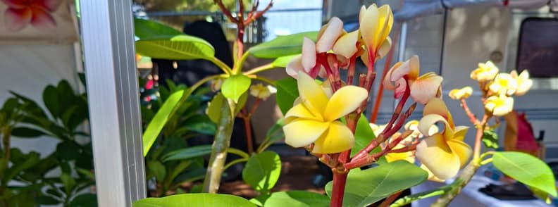 Frangipani Polynesian Festival Base Nature Frejus Yellow and white frangipani blossoms on a market stall at the Polynesian Festival at Base Nature in Fréjus near Saint-Raphaël on the French Riviera