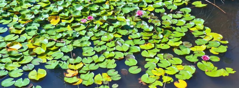 Gratadis Ravine hike. Pink water lilies on Étang d’Aubert with dense lily pads along the Saint Raphaël hiking loop from Col de Belle Barbe via Ravin du Gratadis and Col d'Aubert in the Esterel Massif