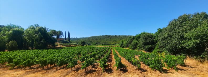 Vineyard Route to Abbaye du Thoronet Driving from Carces Provence Vineyard landscape along the route from Carcès to Abbaye du Thoronet in Provence under a clear blue sky