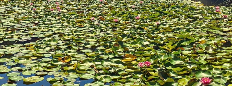 Water lily bloom Etang d Aubert May to September Esterel Massif Lily pads filled with pink water lilies covering Étang d’Aubert in the Estérel Massif near Saint Raphaël, showing peak summer bloom under clear light
