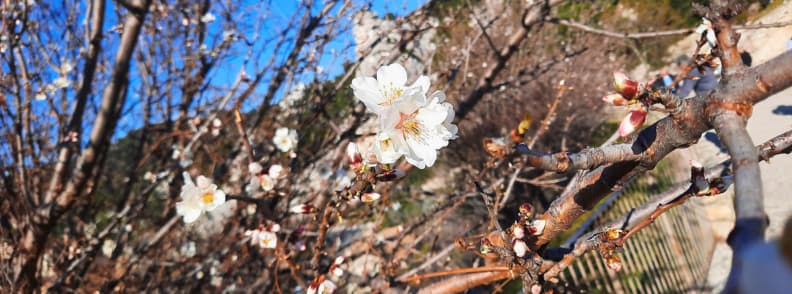 Close-up of almond blossoms in bloom near Les Baux-de-Provence with the medieval fortress cliffs in the background