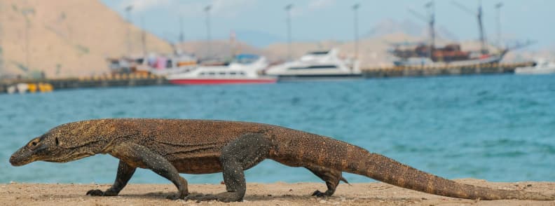 Komodo dragon walking near the waterfront with boats anchored at Labuan Bajo, Indonesia.