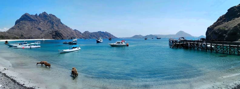 Boats anchored near a beach in Komodo National Park, Indonesia, with goats grazing by the shore and wooden pier in the background.