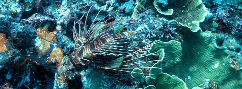A lionfish swimming among colorful coral reefs in Komodo National Park, Indonesia.