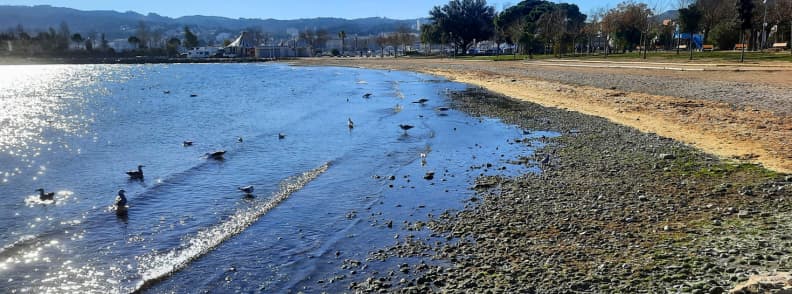 Plage de Ferrieres Martigues Etang de Berre beach Provence View of Plage de Ferrières in Martigues, with calm Étang de Berre waters, ducks near the shore, and distant trees under clear Provençal light.