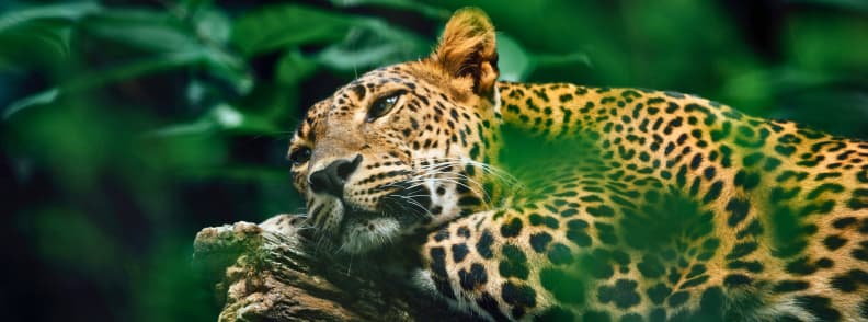 best wildlife cruise destinations amazon river jaguar Best wildlife cruise destinations. Jaguar resting on a tree branch surrounded by lush green leaves in the Amazon rainforest.