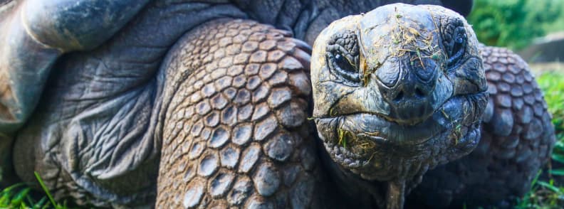 giant tortoise galapagos wildlife cruise adventure Close up of a giant tortoise grazing on green grass in the Galapagos Islands.