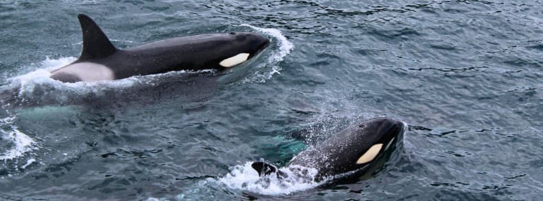 orcas alaska inside passage wildlife cruise Two orcas swimming side by side in the cold blue waters of Alaska’s Inside Passage.