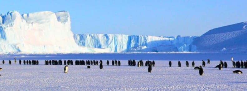 penguin colony on antarctic ice wildlife cruises Penguin colony standing on Antarctic ice near massive blue glaciers under clear sky.