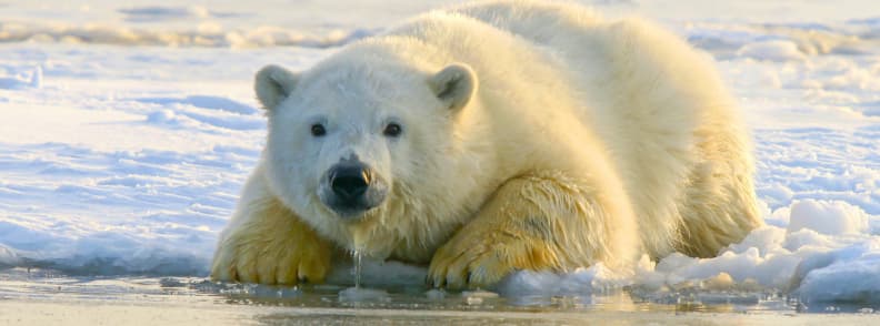 polar bear on arctic ice wildlife cruise adventure Polar bear resting on Arctic ice during a wildlife cruise in Svalbard Norway