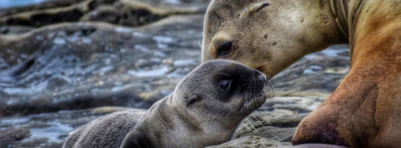 sea lions baja california wildlife cruise Sea lion mother touching noses with her pup on rocky shore in Baja California Mexico.