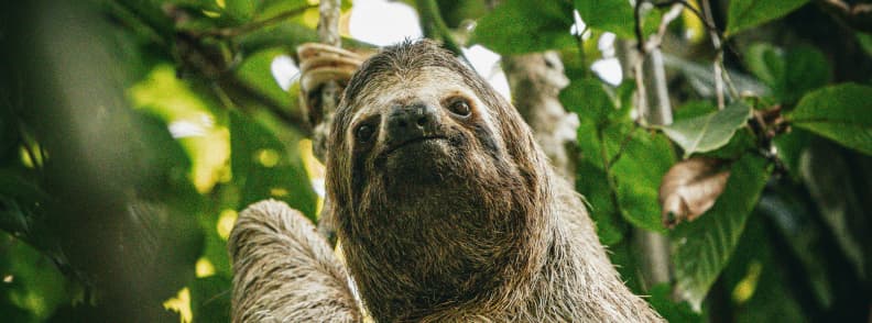 sloth in amazon rainforest wildlife cruise peru A sloth hanging from a tree branch in the Amazon rainforest surrounded by green leaves.