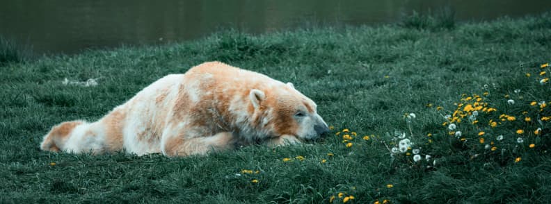spirit bear great bear rainforest wildlife cruise Spirit bear resting on green grass surrounded by wildflowers in the Great Bear Rainforest Canada.