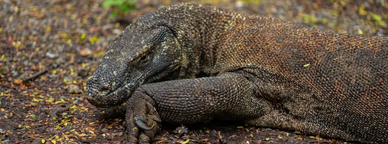 Close-up of a Komodo dragon resting on the ground in Komodo National Park, Indonesia.