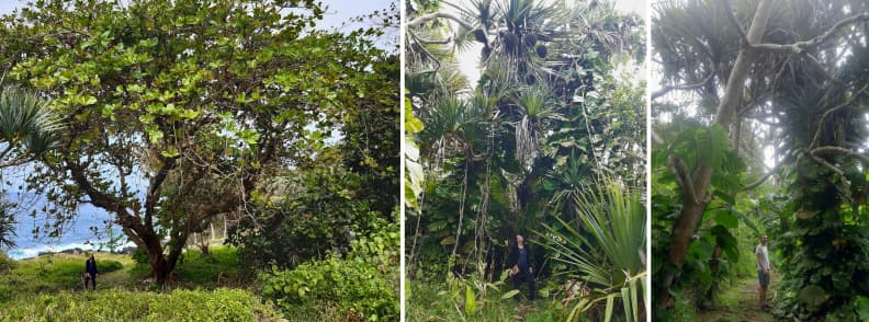 Mathieu and Mirela Letailleur The Travel Bunny walking through dense coastal vegetation at La Cayenne on Reunion East Coast