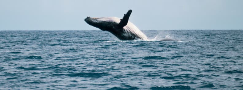 Humpback whale breaching off the west coast of Réunion Island during whale watching season