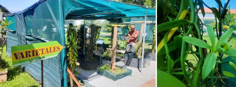 Vanilla plantation in Bras Panon Reunion showing shade structure and green vanilla pods growing on vines