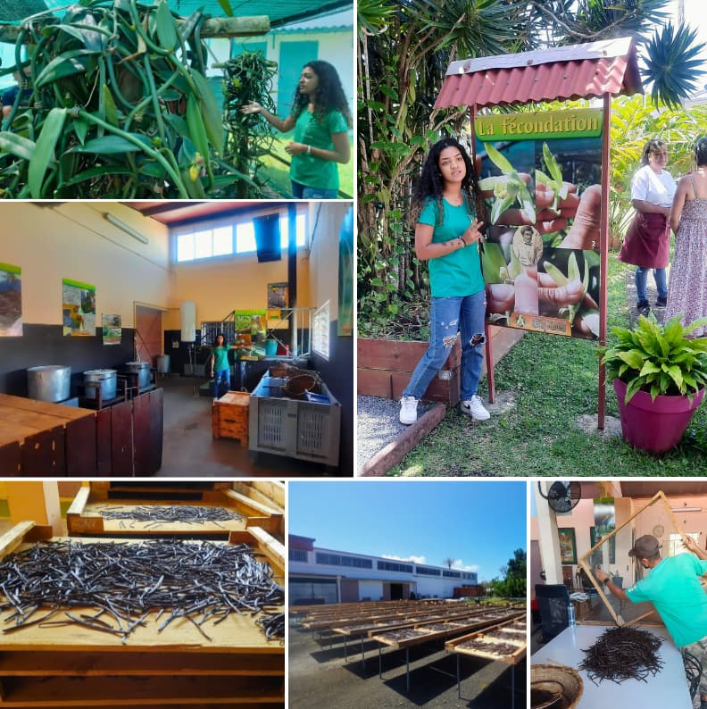 Vanilla cooperative tour in Bras Panon Reunion showing hand pollination, curing process, and drying vanilla beans