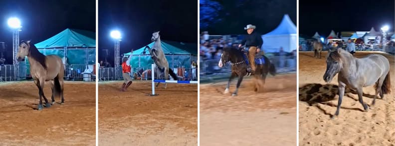 Horses performing during an evening equestrian show at the Village Cavalier at the Foire de Brignoles in Provence.