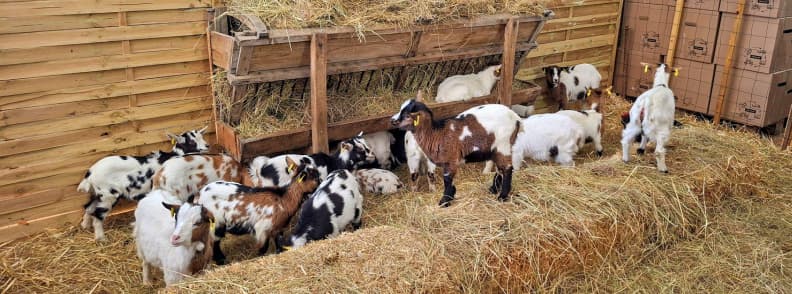 foire de brignoles grande ferme farm animals kids provence fair Goats and farm animals gathered in a hay enclosure at La Grande Ferme during the Foire de Brignoles.