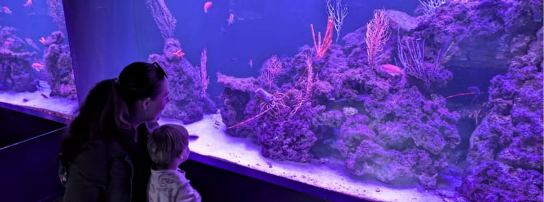 Posidonia Antibes Mediterranean Aquarium Mirela Letailleur The Travel Bunny and toddler watching the Mediterranean aquarium at Posidonia Antibes, with purple-blue lighting, fish, rocks, and marine life displays inside Espace Mer et Littoral.
