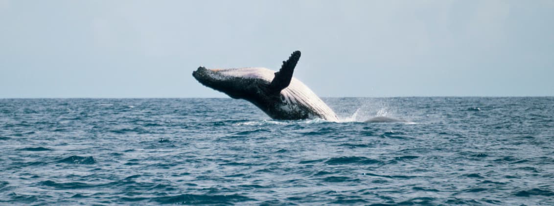 whale watching reunion island marine life la reunion Humpback whale breaching off the coast of La Réunion during whale watching season in the Indian Ocean.