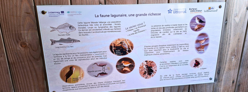 Interpretive panel about lagoon fauna at the Étangs de Villepey, showing a Little Egret, fish, aquatic insects and other wetland wildlife.