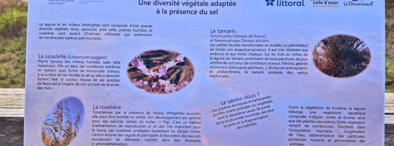 Interpretive panel about salt-tolerant flora at the Étangs de Villepey, including sea lavender, reed beds and tamarisk around the lagoon habitats.