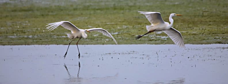 Two white egrets taking flight over shallow water at the Étangs de Villepey wetlands during a winter birdwatching visit.