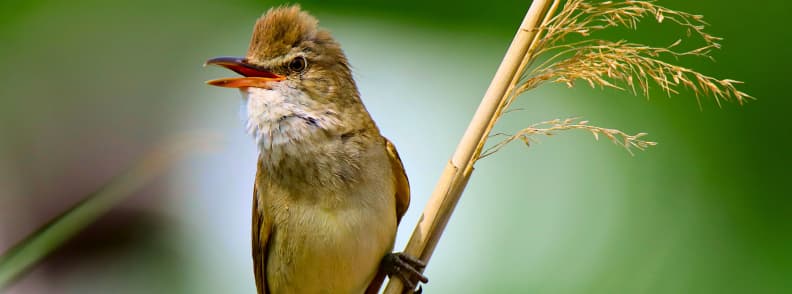 Great Reed Warbler perched on a reed stem at the Étangs de Villepey wetlands in the Var, southern France.
