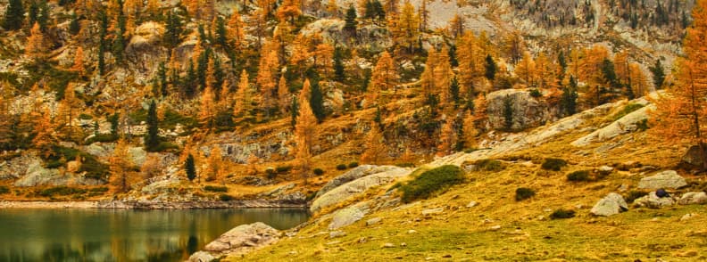 Mercantour Autumn Colors and Golden Larch Hikes Golden larch trees surrounding an alpine lake in Mercantour National Park during peak autumn color in the French Alps.